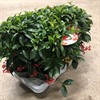 ARDISIA 12 CM BOS PREMIUM JINGLE BERRIES 1X8